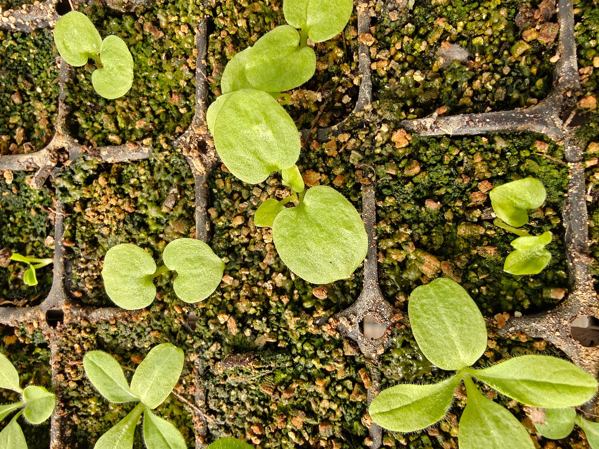 Small green Delphinium 'Cliveden Beauty' seedlings sprouting from a nursery cell tray with soil and vermiculite.