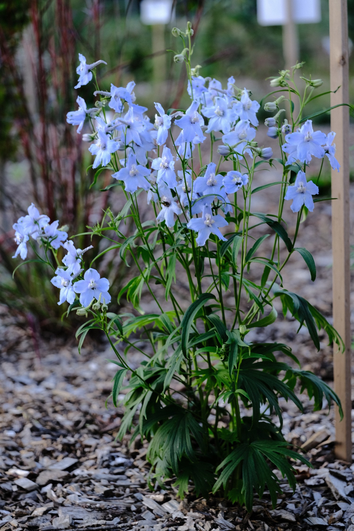 Delphinium x belladonna &