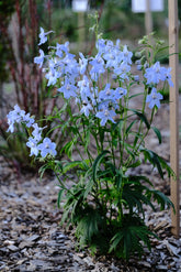 Delphinium x belladonna &