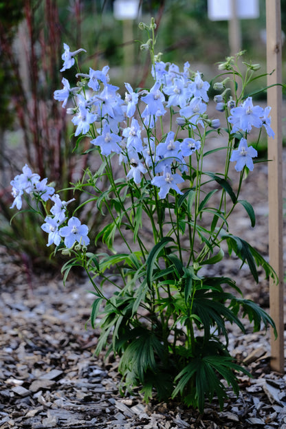 Delphinium x belladonna &