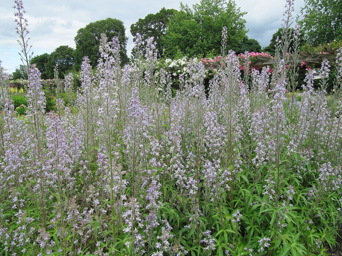 Delphinium requienii (Requin&