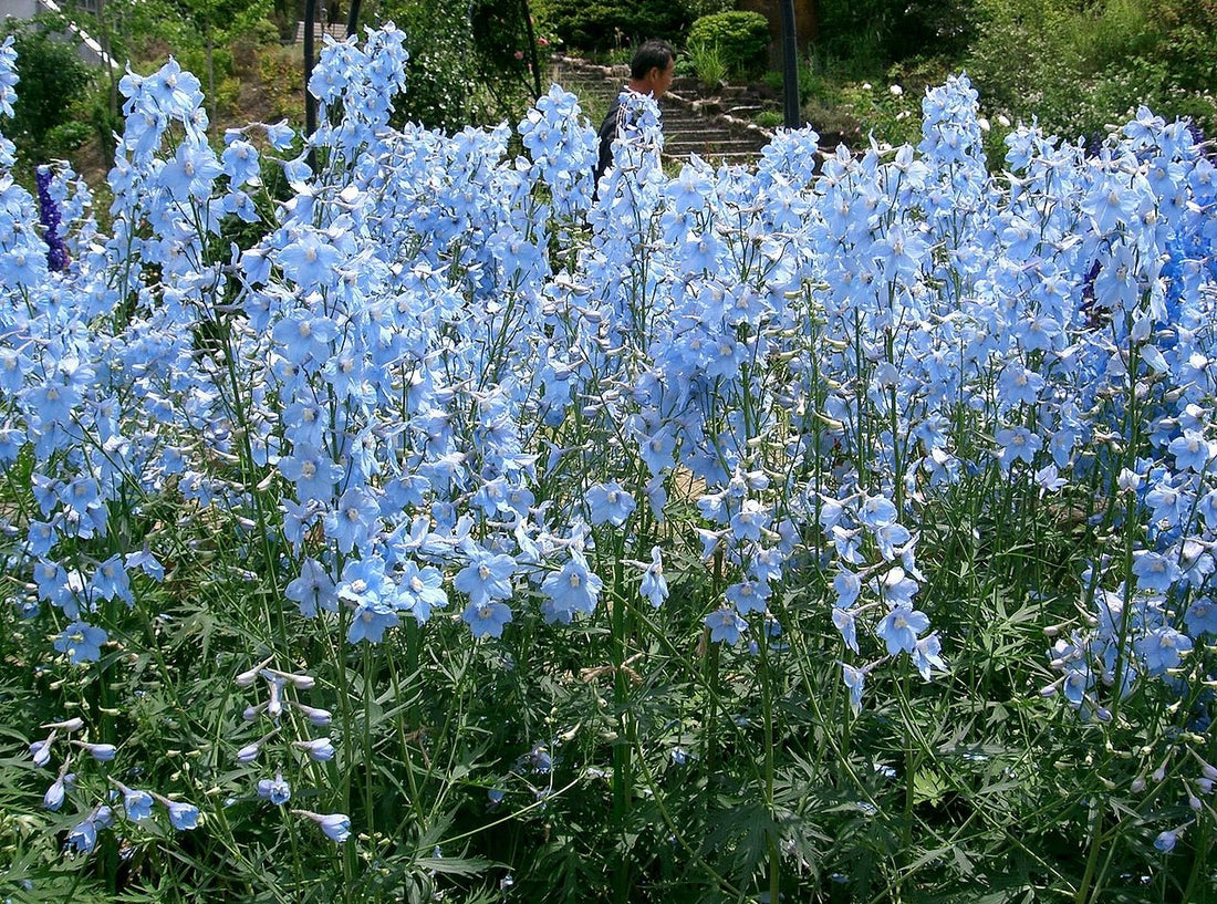 Delphinium x belladonna &