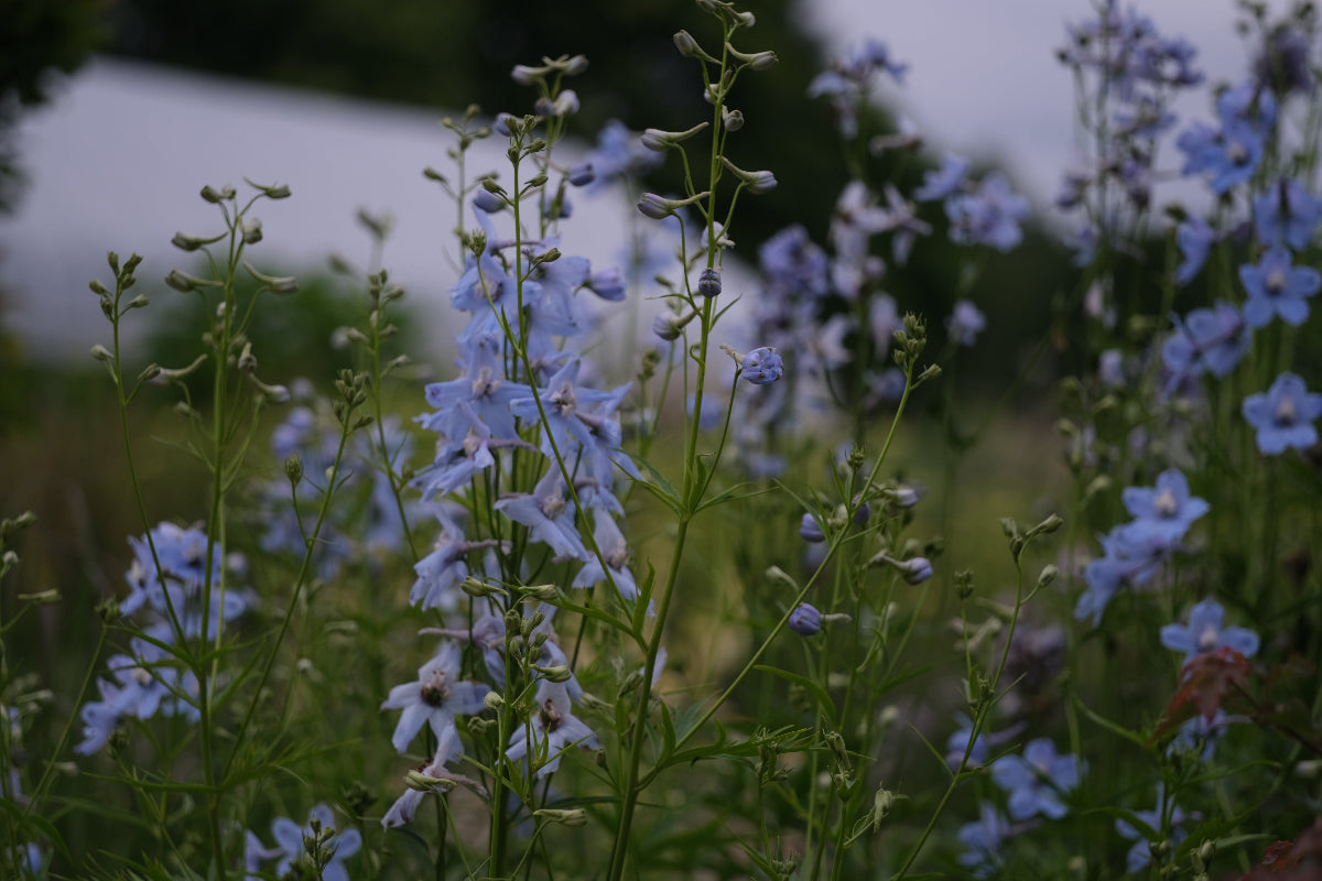 Delphinium x belladonna 'Cliveden Beauty'  (larkspur) pale blue flowers