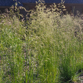 Deschampsia cespitosa (tufted hair grass) spring inflorescence