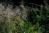 Deschampsia cespitosa (tufted hair grass) in garden