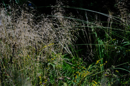 Deschampsia cespitosa (tufted hair grass) in garden