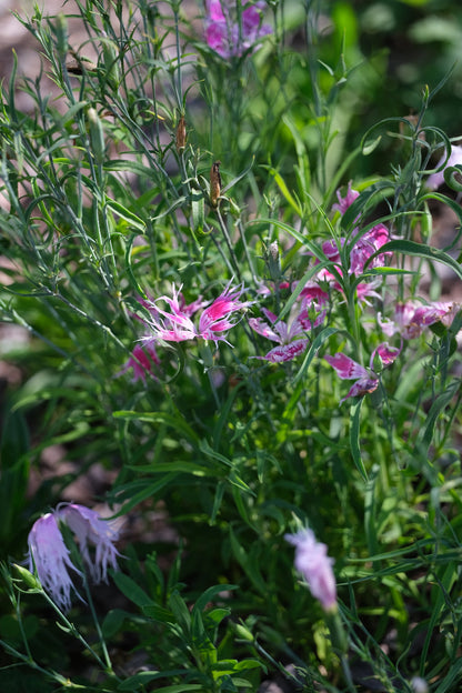 Close-up of a white and pink flower of Dianthus superbus &