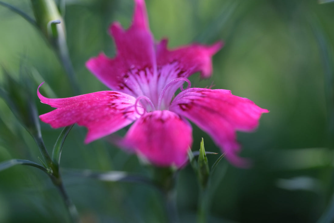 Close-up of a pink flower of Dianthus superbus &