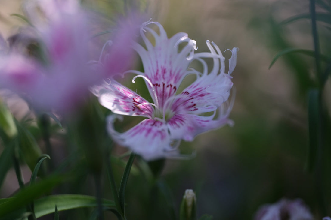 Close-up of a white and pink flower of Dianthus superbus &
