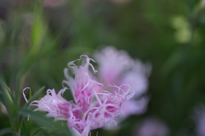 Close-up of a white and pink flower of Dianthus superbus &