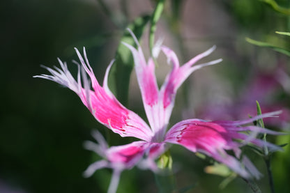 Close-up of a pink and white flower of Dianthus superbus &