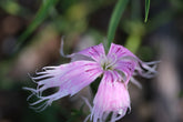Pink flower with long, delicate petals against a blurred green background. Dianthus superbus &