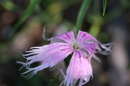 Pink flower with long, delicate petals against a blurred green background. Dianthus superbus &