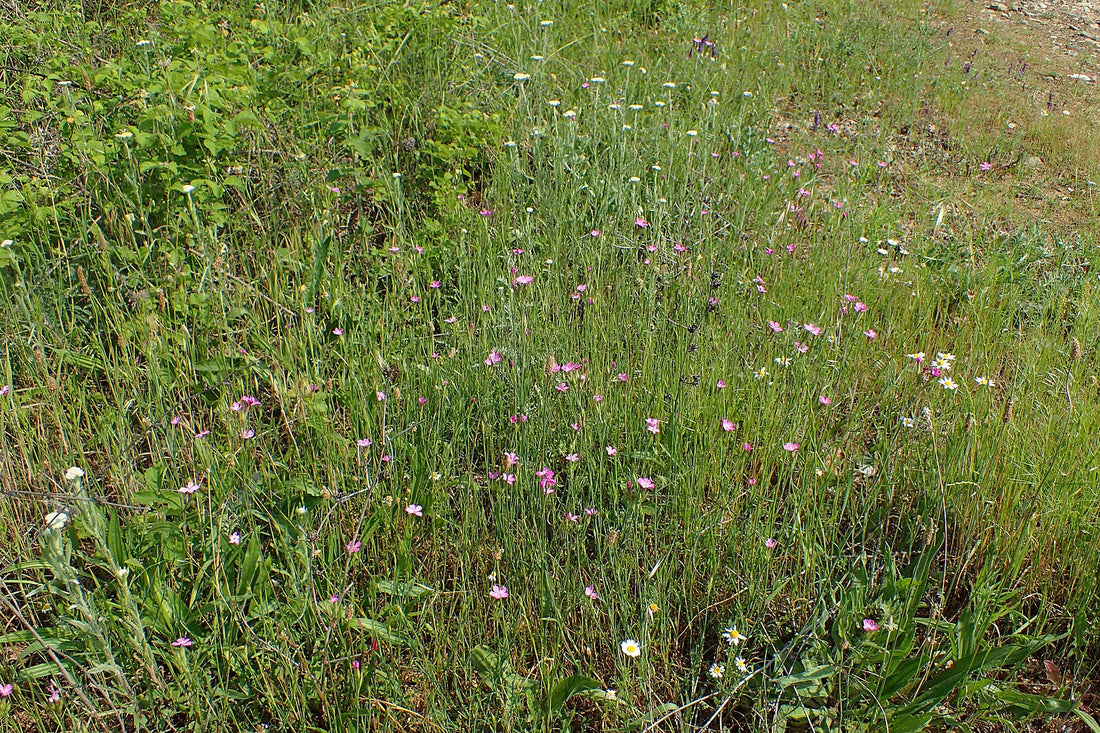 Field of Dianthus armeria, commonly known as grass pink, with a mix of green, pink, and white colors.