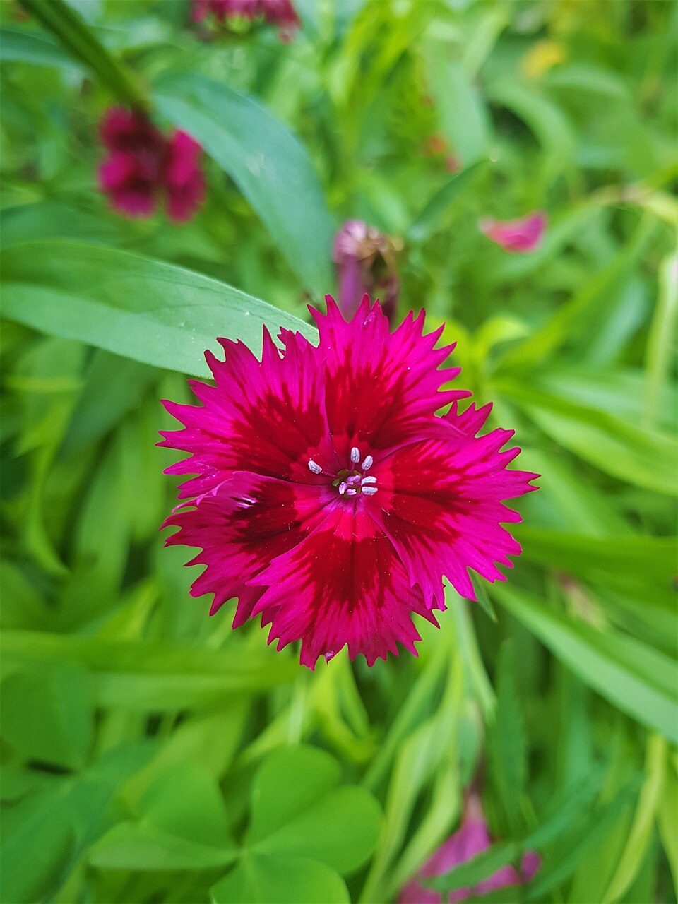 Dianthus barbatus, mix | sweet william