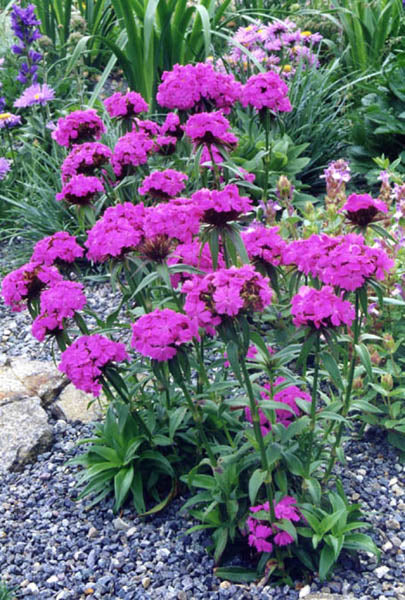 Dianthus barbatus, mix | sweet william