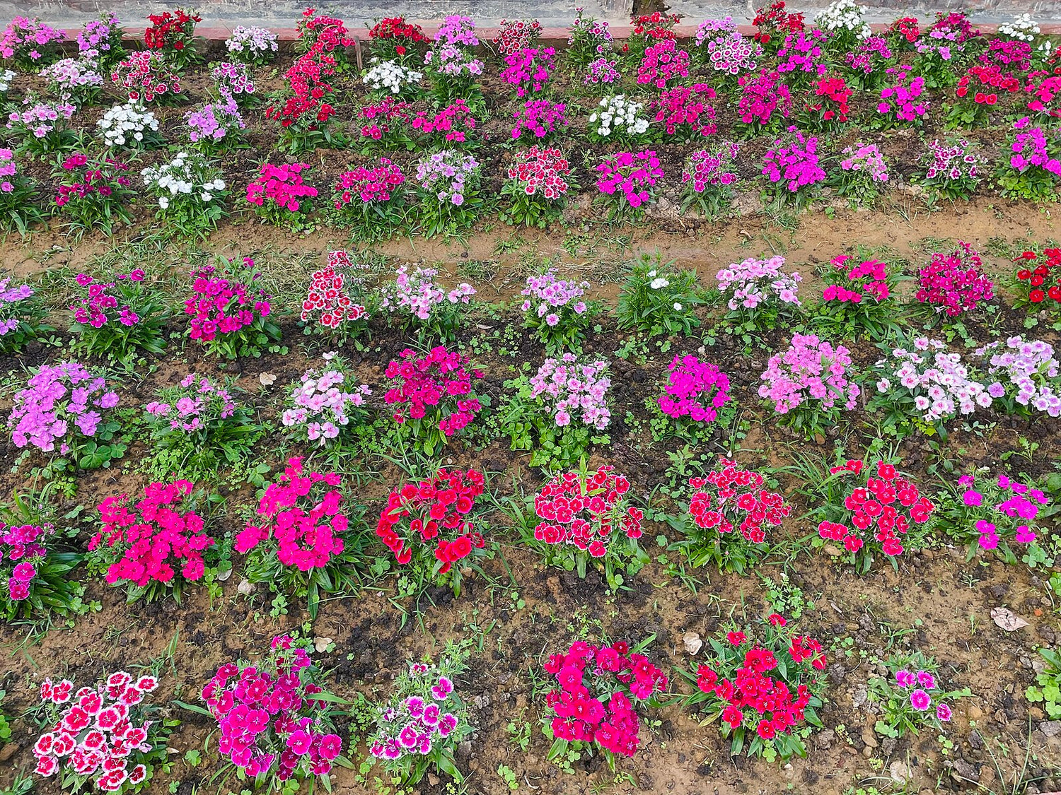 Dianthus barbatus, mix | sweet william
