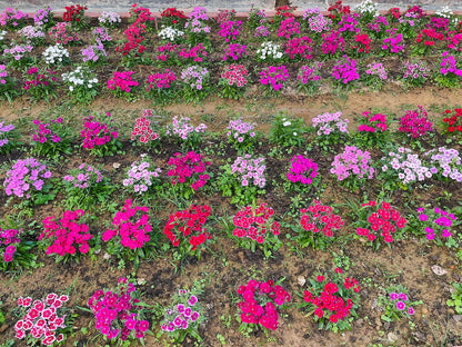 Dianthus barbatus, mix | sweet william