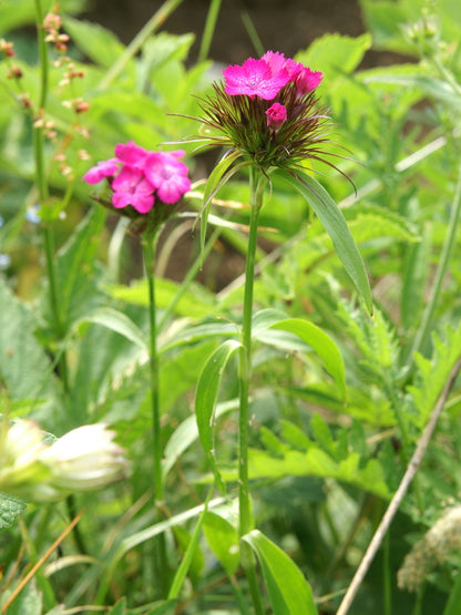 Dianthus barbatus, mix | sweet william
