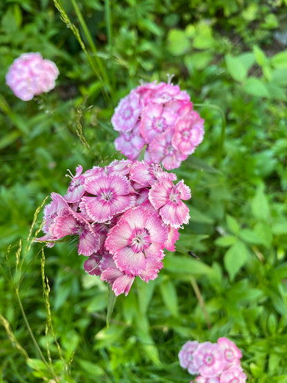 Dianthus barbatus, mix | sweet william