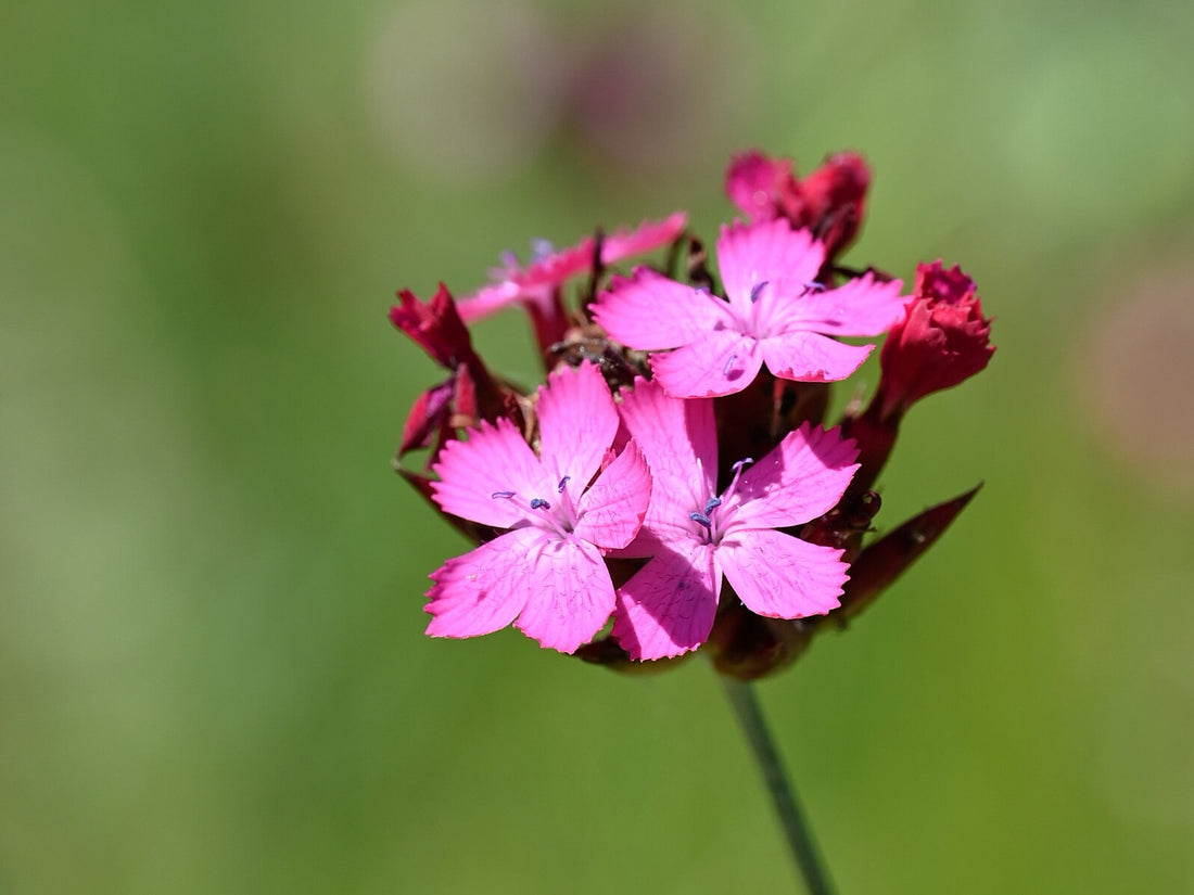 Dianthus giganteus | giant pink