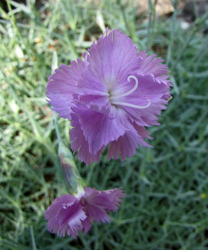 Purple Dianthus moravicus flower with green foliage in the background
