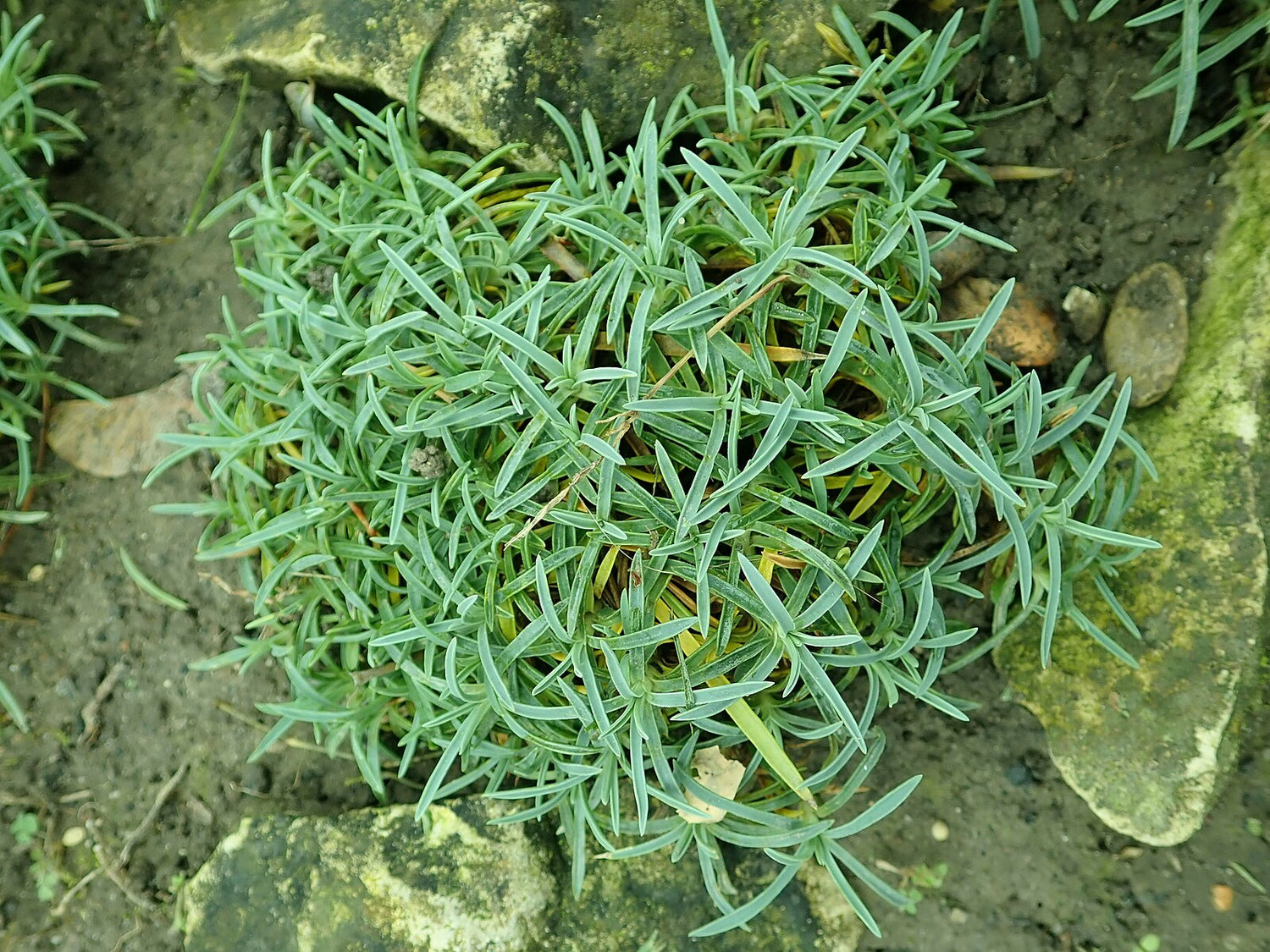 Dianthus moravicus growing on a rocky surface