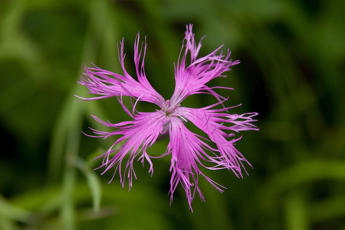 Dianthus superbus &