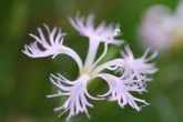 Dianthus superbus (pinks) flower