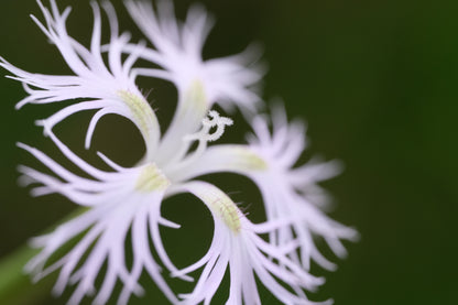 Dianthus superbus (pinks) flower close up