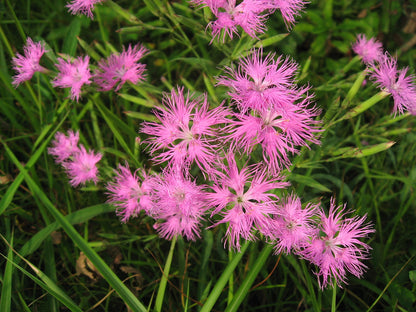 Dianthus superbus &
