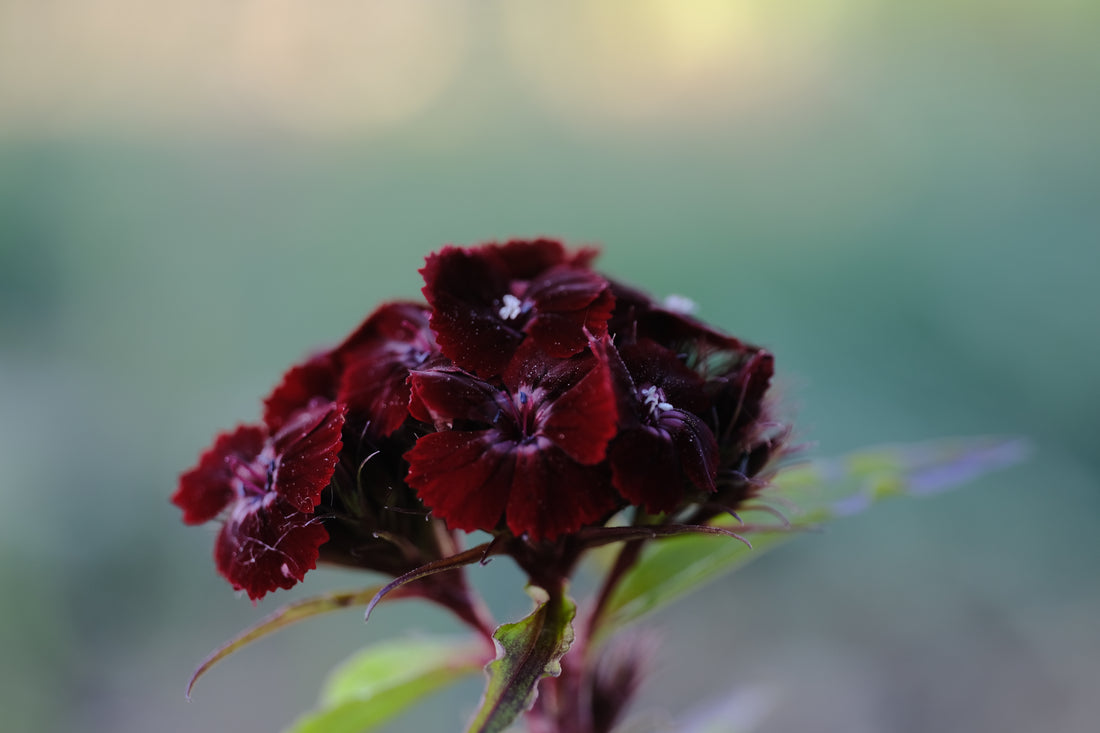 Dianthus barbatus &