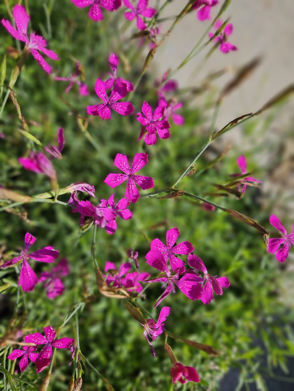 Dianthus deltoides (Maiden pinks) magenta blooms