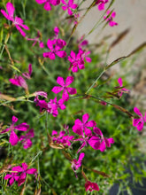 Dianthus deltoides (Maiden pinks) magenta blooms