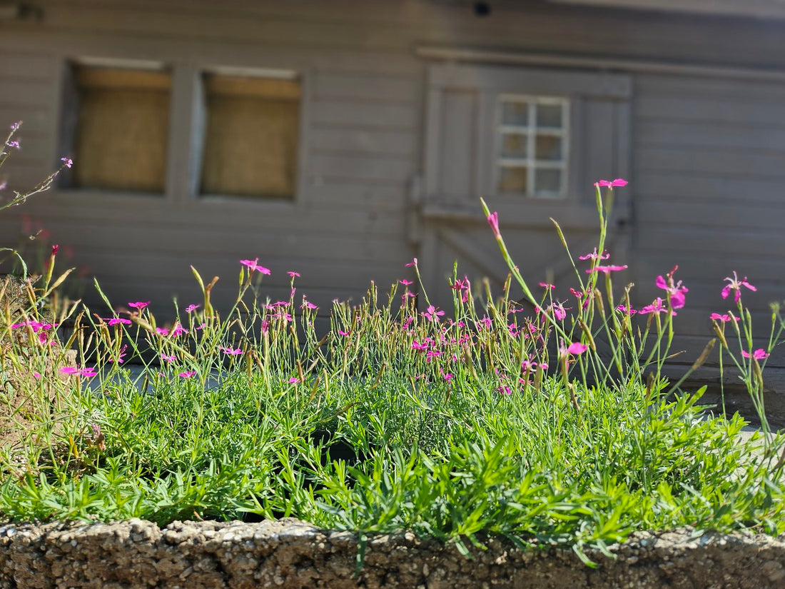 Dianthus deltoides (Maiden pinks) in a trough 