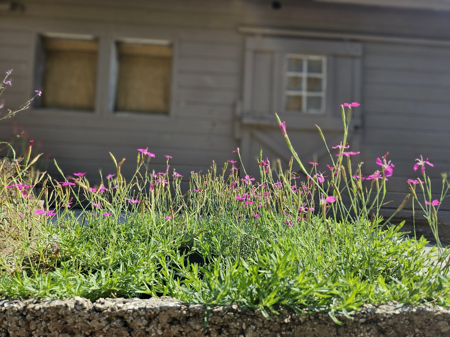 Dianthus deltoides (Maiden pinks) in a trough 