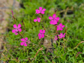 Dianthus deltoides (Maiden pinks) flowers