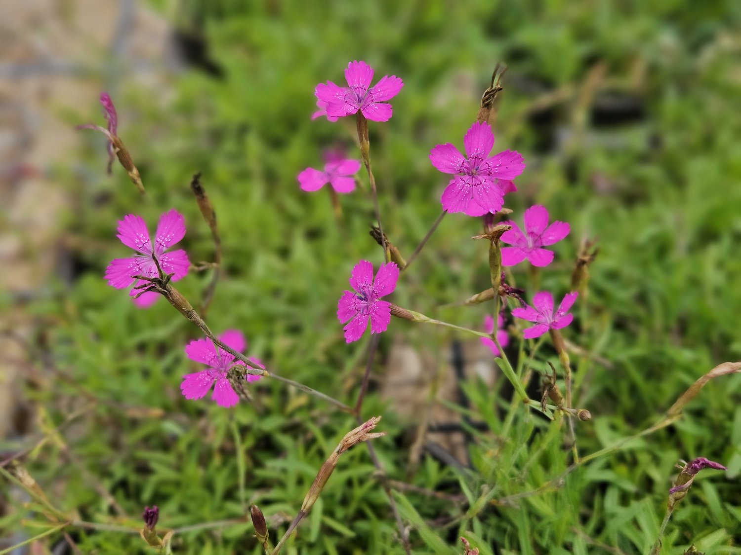 Dianthus deltoides (Maiden pinks) flowers