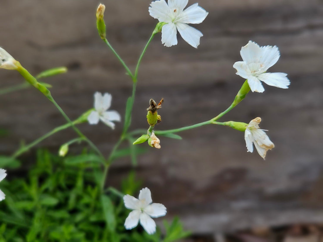 Dianthus deltoides &