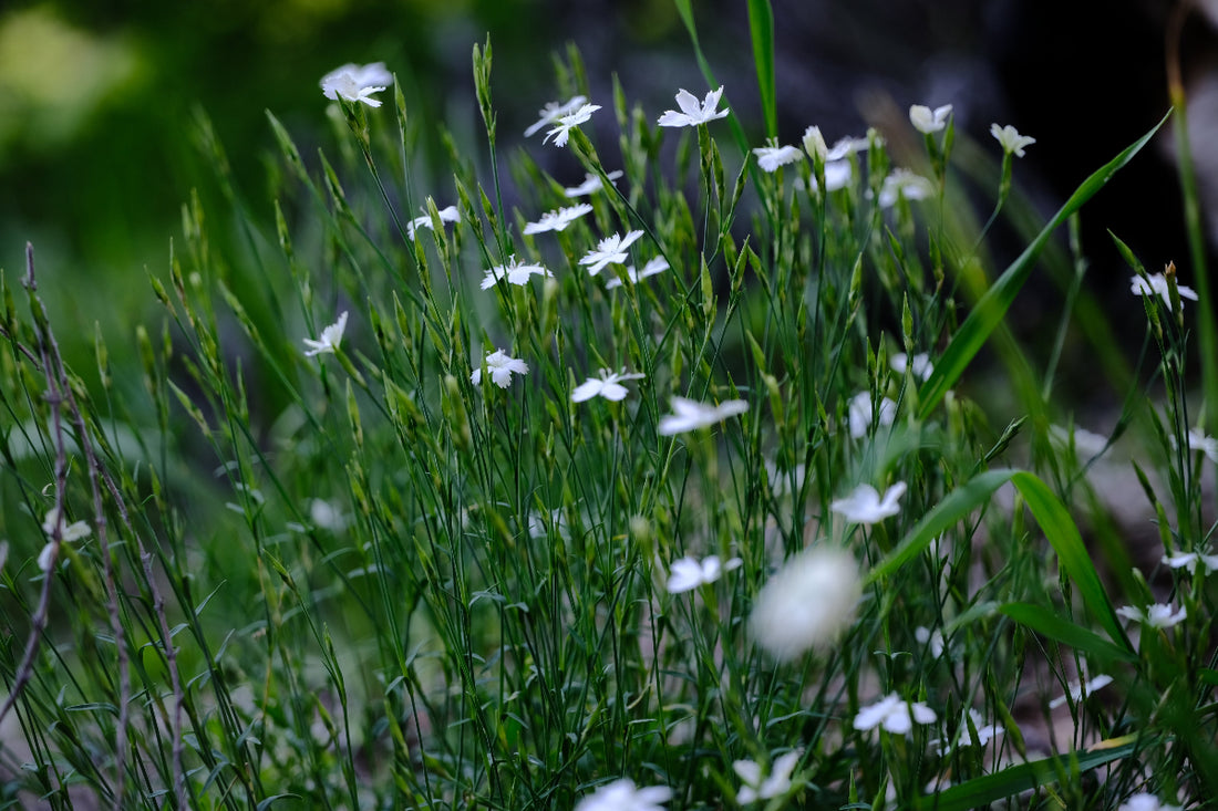 Dianthus deltoides &