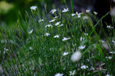 Dianthus deltoides &
