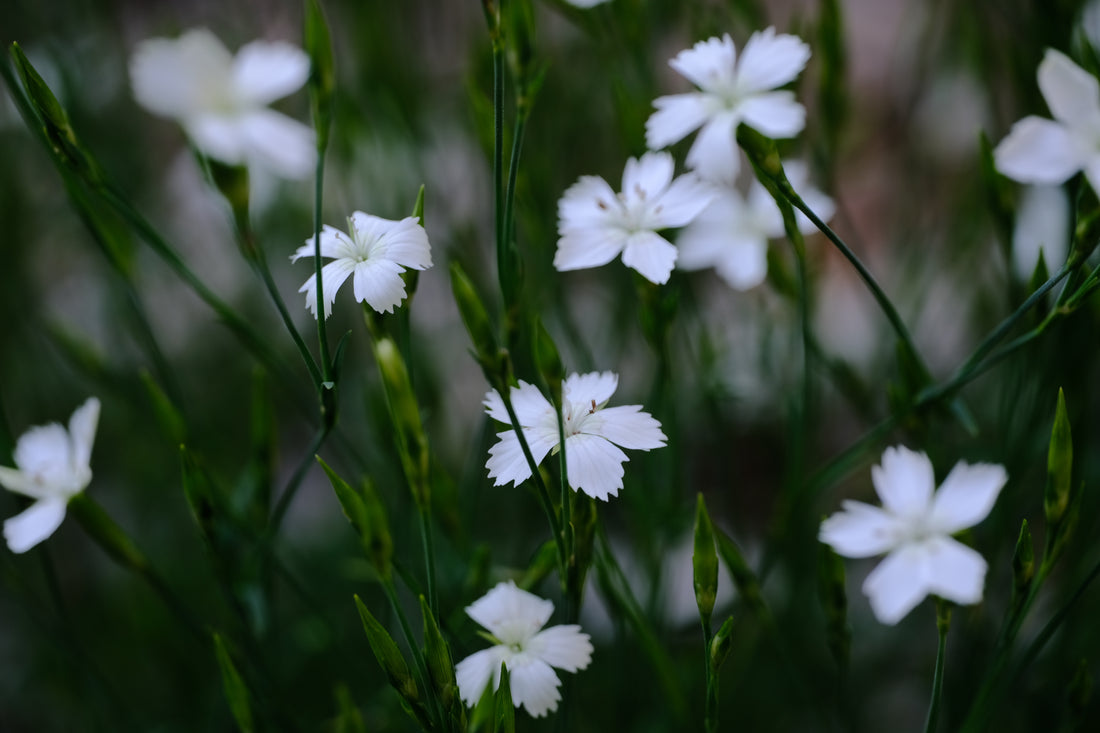 Dianthus deltoides &