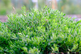 Dianthus deltoides (Maiden pinks) foliage