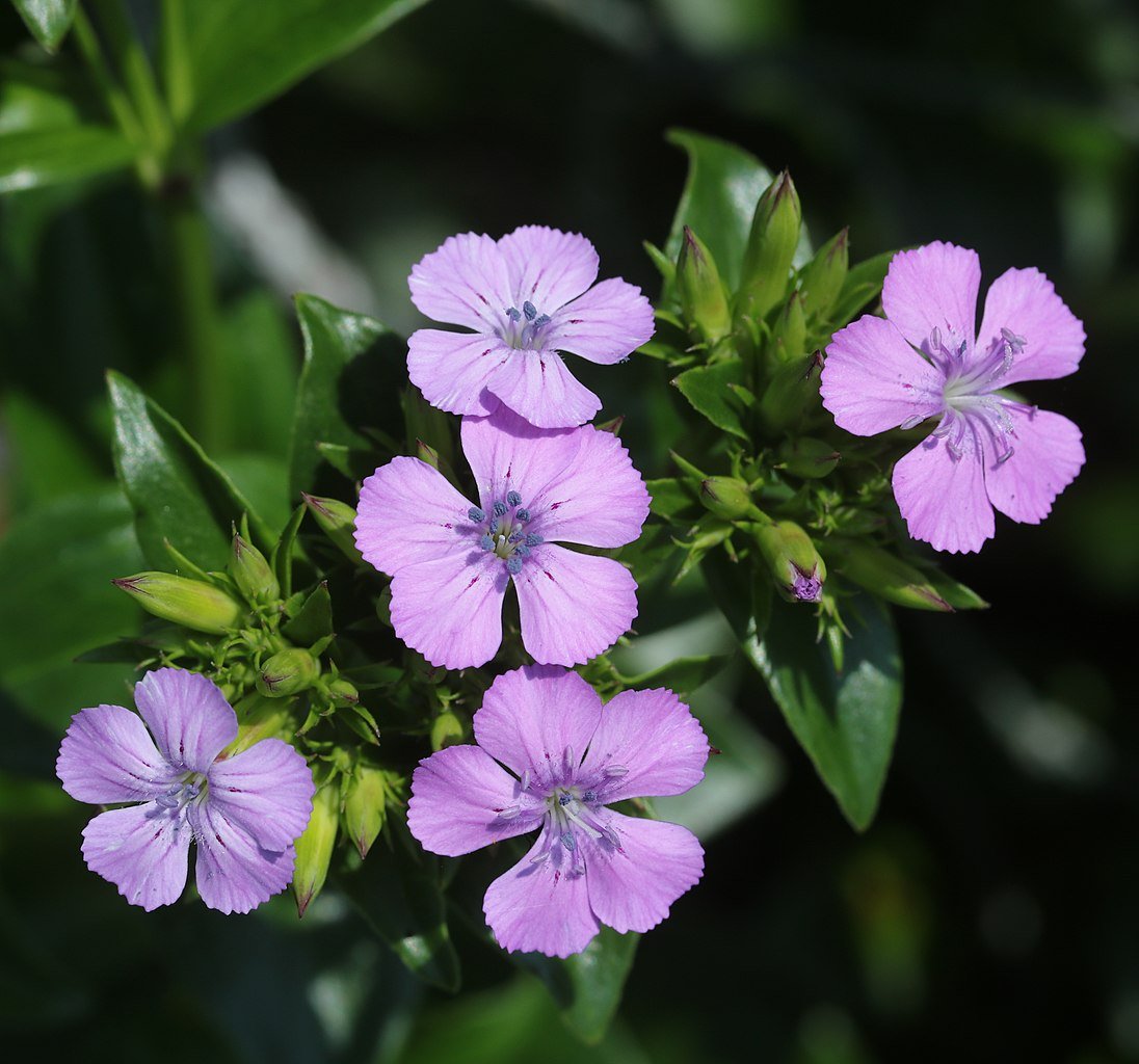 Dianthus japonicus (seashore pink) in bloom