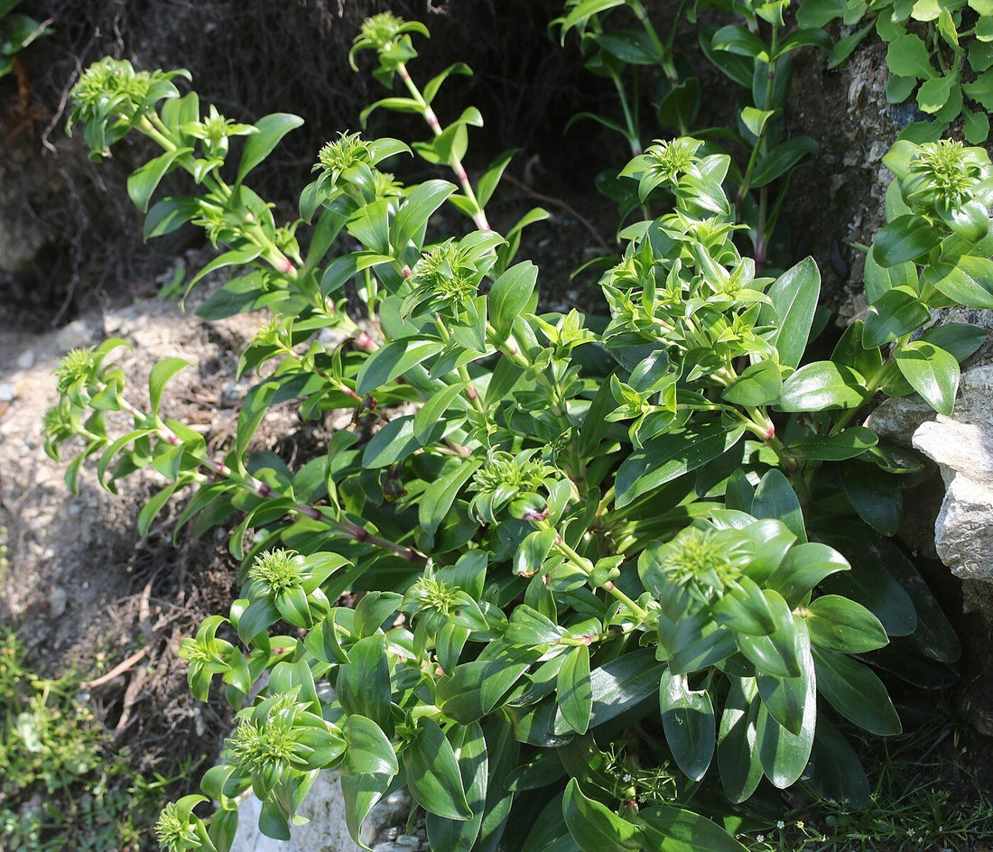 Dianthus japonicus (seashore pink) foliage