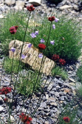 Dianthus pinifolius (pineleaf pink) in rock garden