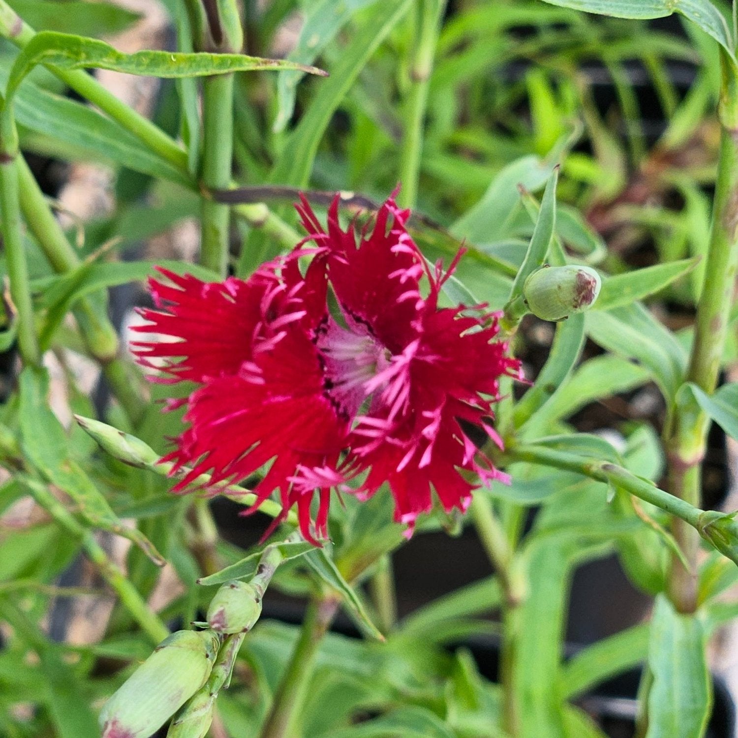 Dianthus superbus &