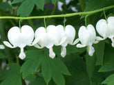 Dicentra spectabilis &