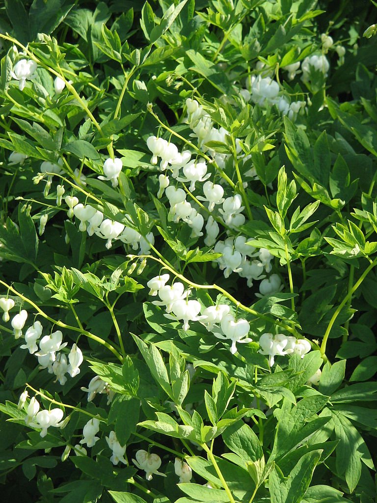 Dicentra spectabilis &