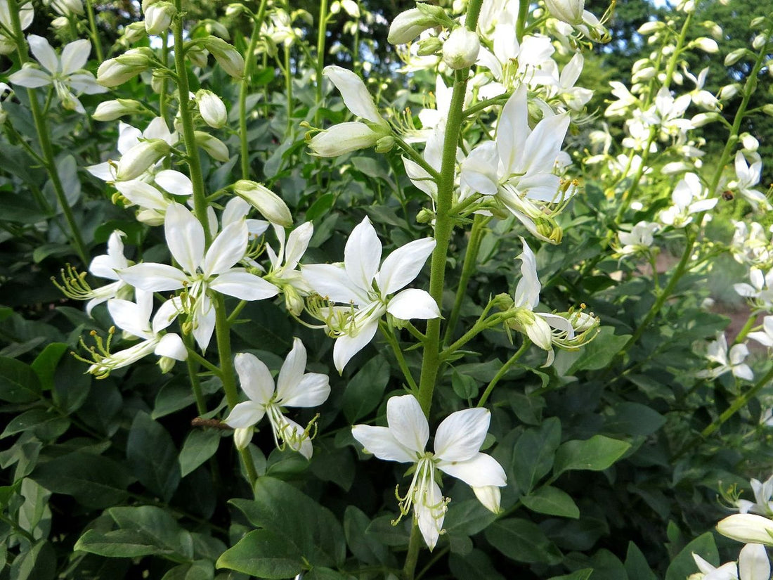 Dictamnus albus var. albiflorus (gas plant)